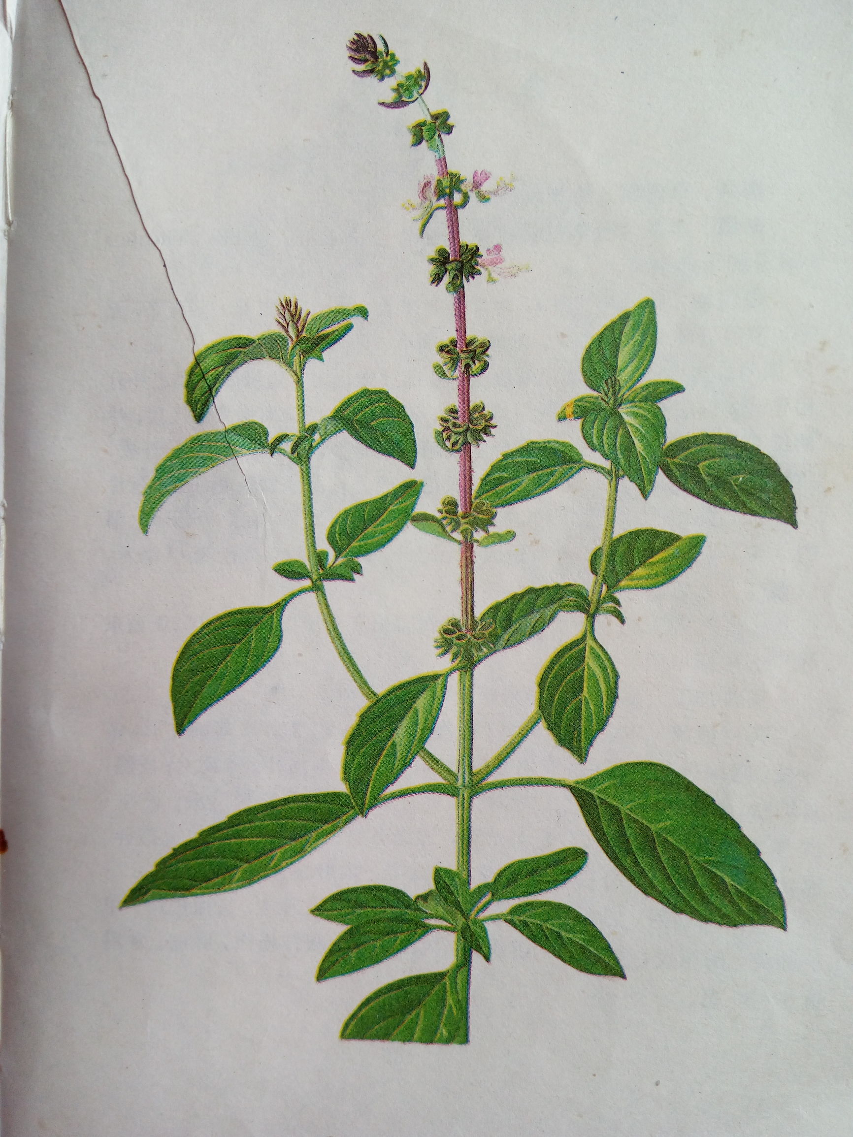 这几种祛风消肿的本草，你可知道？