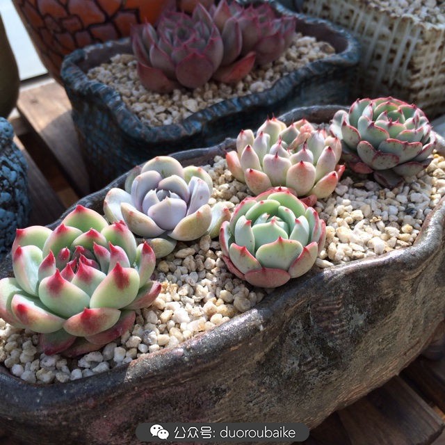 江浙沪多肉过冬,江浙沪一年四季露养的多肉