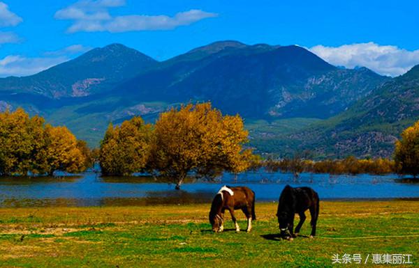 丽江到底有多美,丽江有什么牛