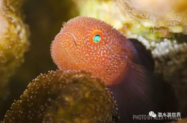 变性、伪装、雌雄同体--谁是微距世界的奇葩?