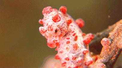 变性、伪装、雌雄同体--谁是微距世界的奇葩?