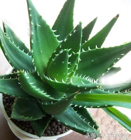 吸甲醛最好的植物哪种排名第一,新装修的房子养什么植物去甲醛