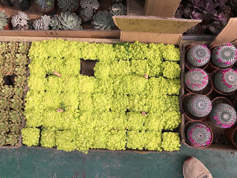 年宵花老桩,年宵花老桩图片大全