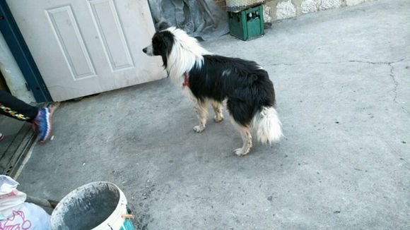 边牧被狗贩子偷走会卖到哪里,边牧被卖狗贩子