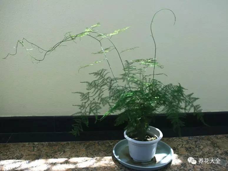 养花小技巧牡丹吊兰图解,绿萝吊兰怎么养成瀑布