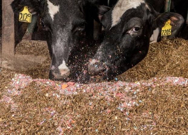 美国农民被抓到用彩虹糖当牛饲料！因为便宜