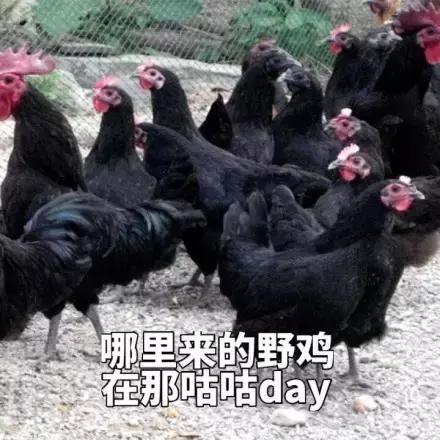 各大牌鸡年限定,外国人对鸡看法