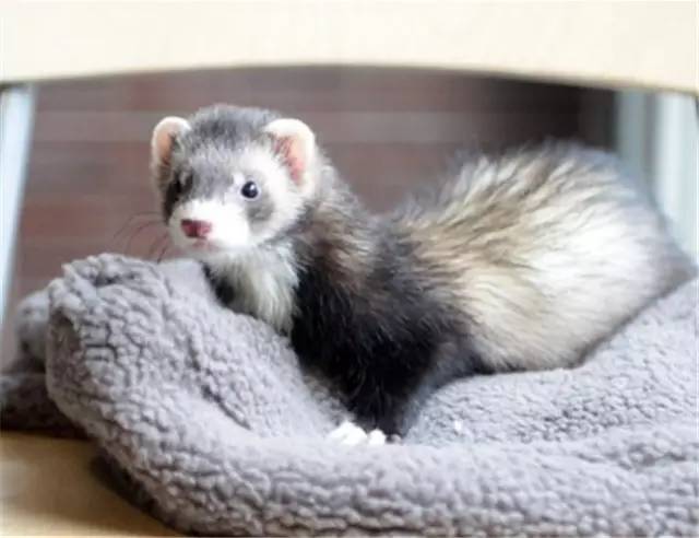 黑貂权志龙,权志龙穿黑貂演唱会