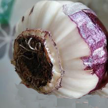 现在种风信子来得及吗,现在种风信子还行吗