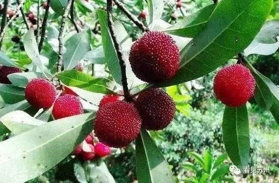 醉美苏州好去处太湖吴中,苏州太湖边哪里最好看攻略