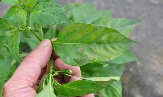 辣椒叶出现水渍状烂叶防治,辣椒叶部病害图片