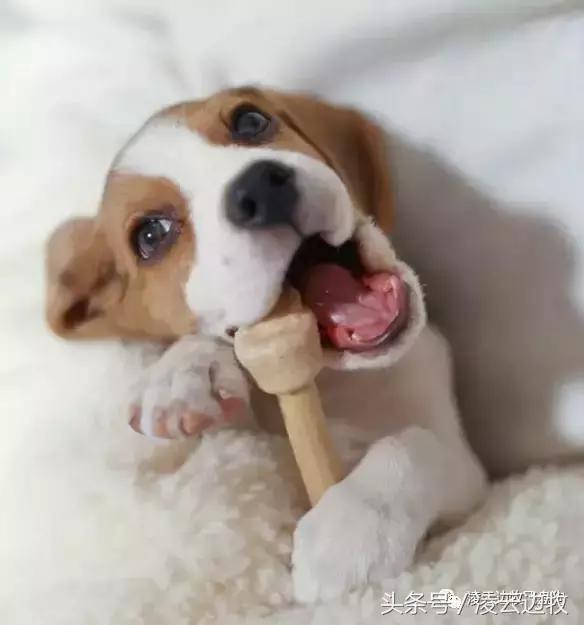 使狗狗快乐的动作,使狗狗开心的声音