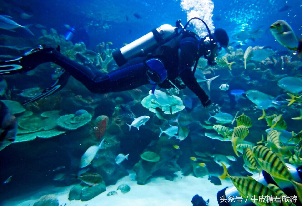 北京工体富国海底世界周边玩乐,北京富国海底世界游览全过程