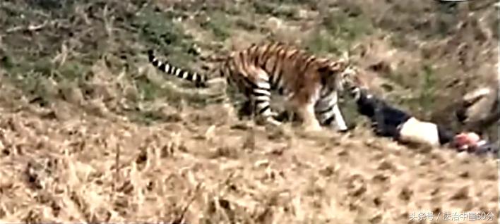 湖北男子携一家四口到宁波雅戈尔动物园游玩，不料就此丢了性命