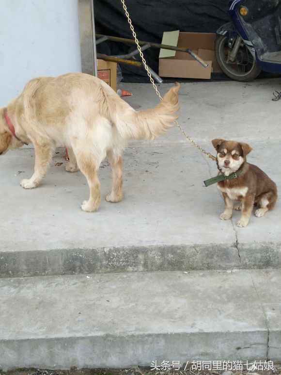 200元买了一只哈士奇,回来后却总感觉不对劲,难道买错狗了?