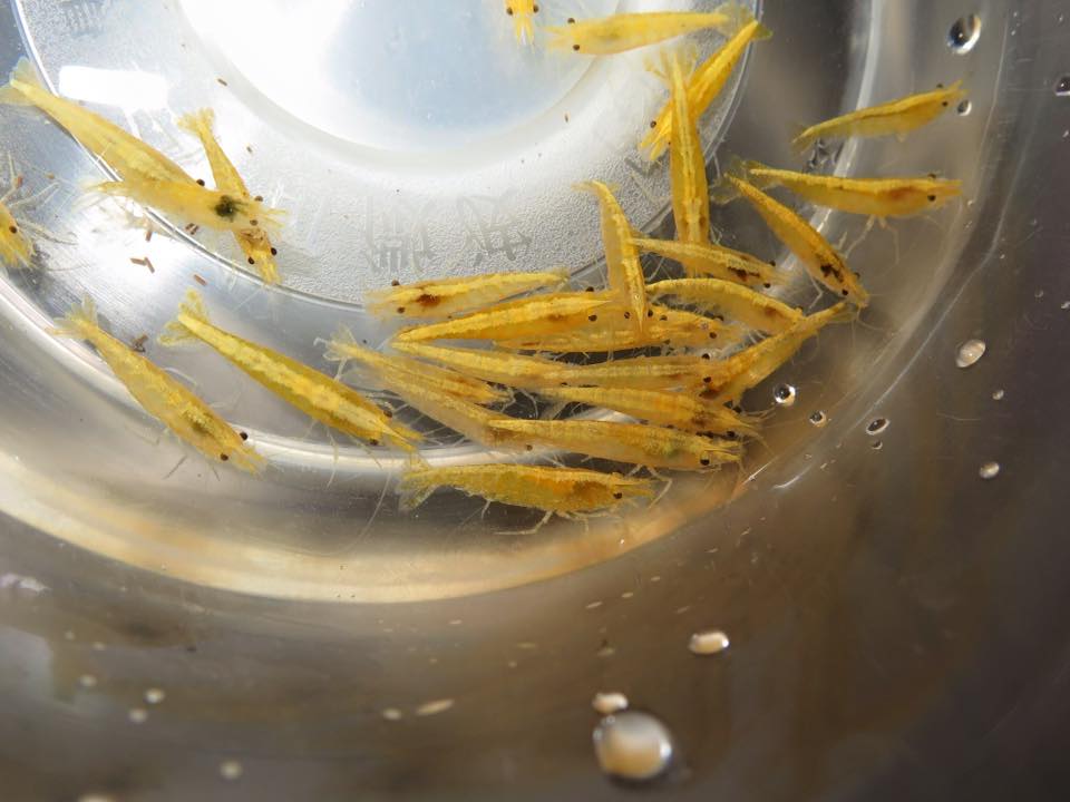 家庭养虾有成功的吗,家庭养观赏虾视频