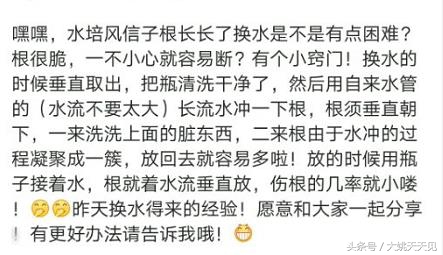 看完这些再决定要不要养猫吧,学会这几招还怕风信子养不活