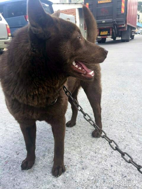 深棕色中华田园犬,棕色中华田园犬长大的样子