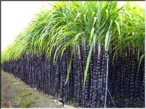 吃什么水果对眼睛最好最有效,眼睛干涩吃什么水果对眼睛有好处