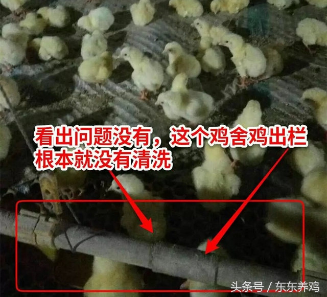 腺肌胃炎养鸡你遇到过吗,养鸡千万不要盲目跟风