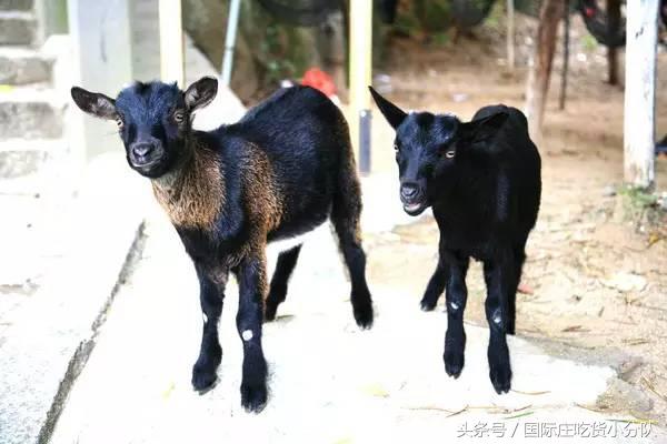 海南万宁老字号美食,万宁美食最出名的餐厅
