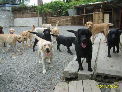 普遍的狗狗品种大全及图片,所有狗狗品种集合大全