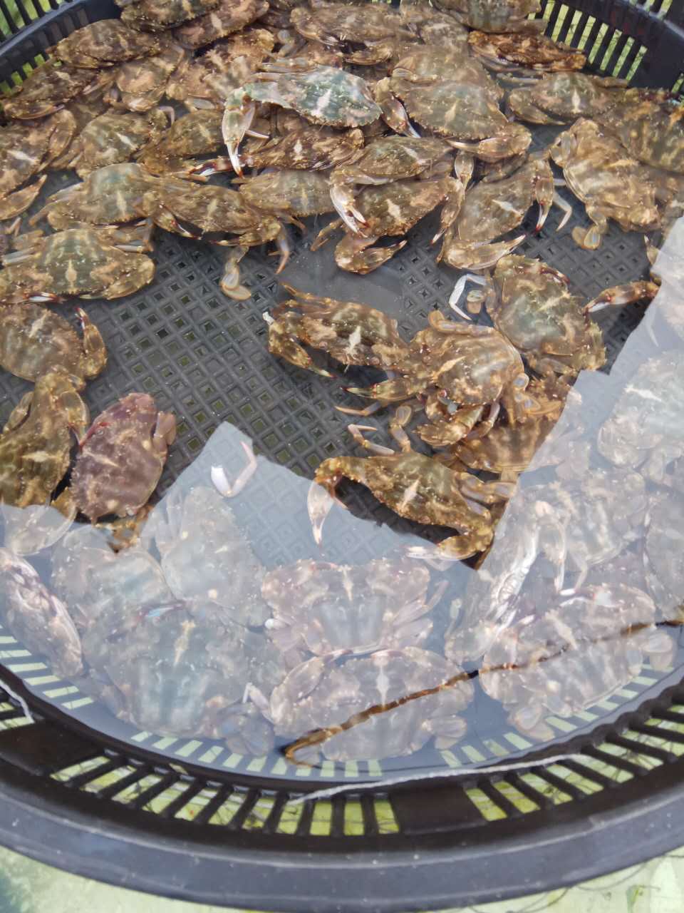 秦皇岛海鲜吃到爽,秦皇岛海港区吃海鲜靠谱便宜