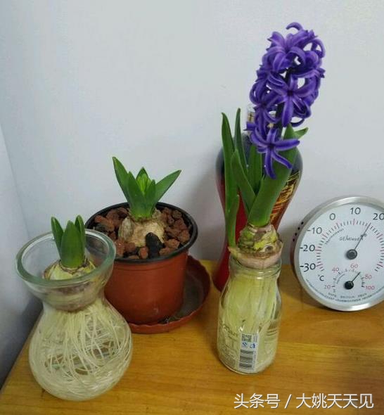 看完这些再决定要不要养猫吧,学会这几招还怕风信子养不活