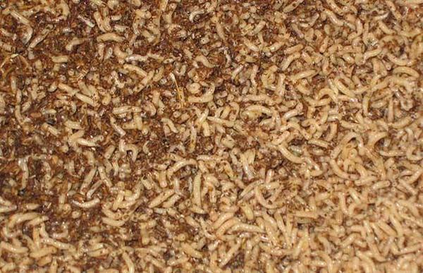 重口味！丧心病狂的人们捉摸出的吃虫*法大**