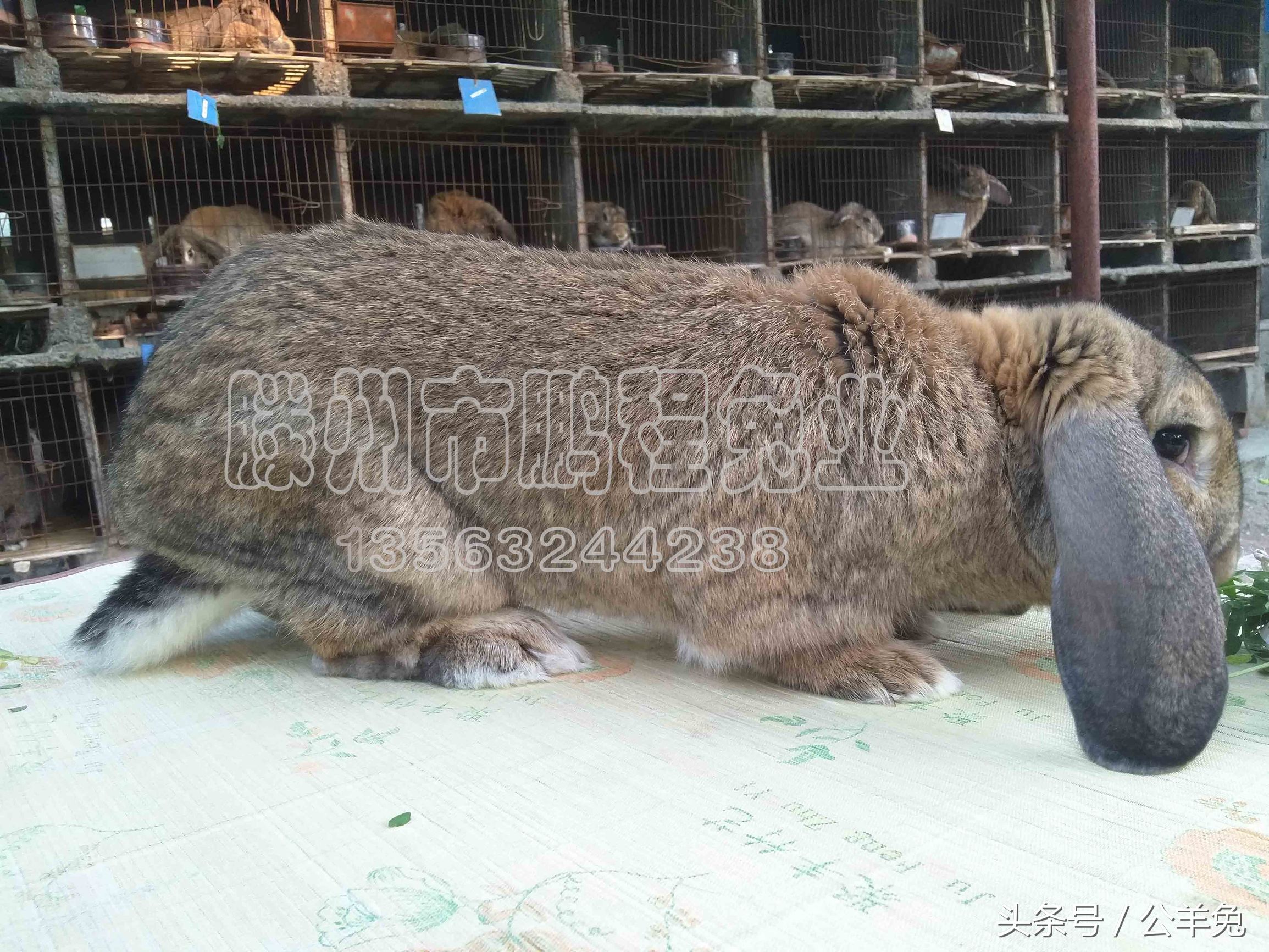 养兔知识兔子怎样补充营养,养兔高手教你养兔七个技巧