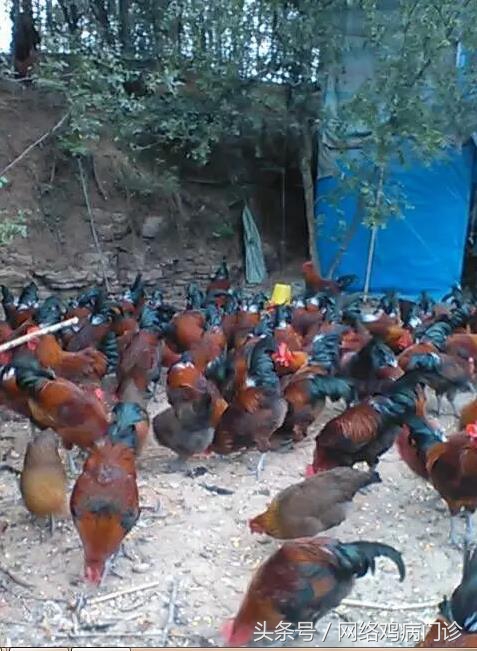 养土鸡怎么防治病,养鸡技术大全散养土鸡