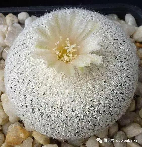 沙子可以种多肉吗,你还在用营养土种多肉吗