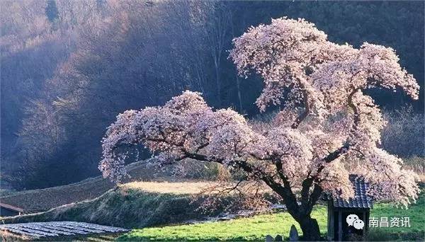 南昌出发最便宜的飞机票,南昌出发到哪里的机票最便宜