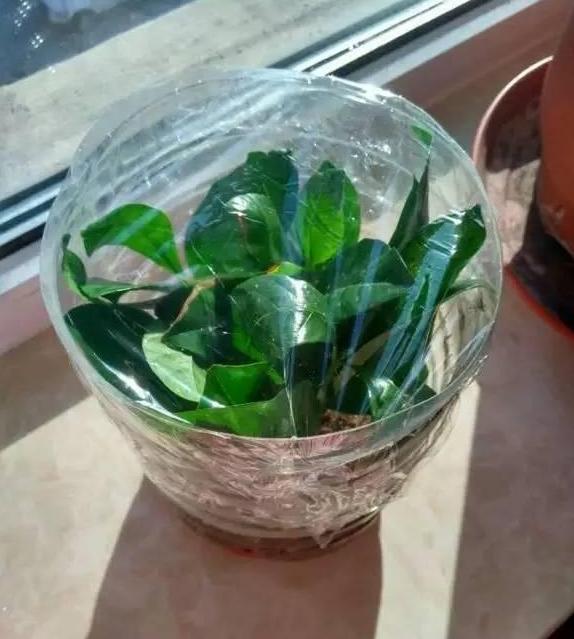 栀子花怎么扦插才能成活率高,栀子花如何扦插繁殖方法