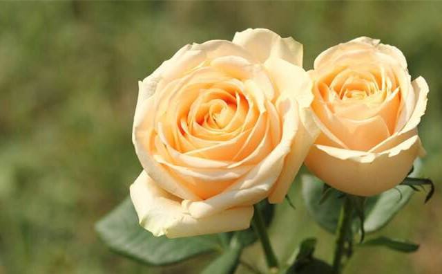 情人节送自己的玫瑰花语,情人节玫瑰花语和图片大全