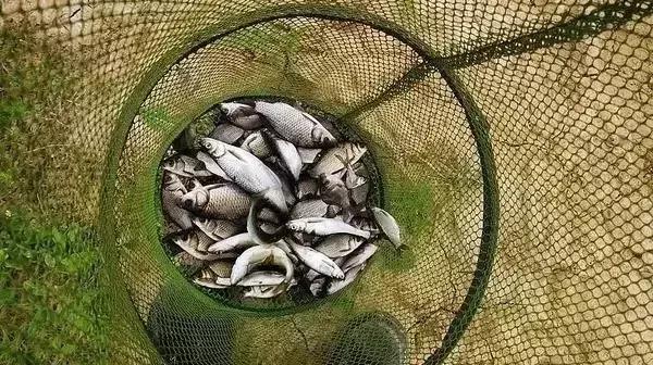 用白萝卜养红虫可以吗,土豆萝卜养红虫