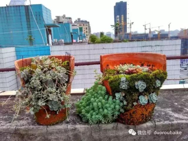 甯﹂潚鑻旂殑澶氳倝,澶氳倝闈掕嫈鍩瑰吇