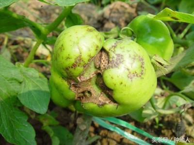 种地人：请认真对待硼元素！