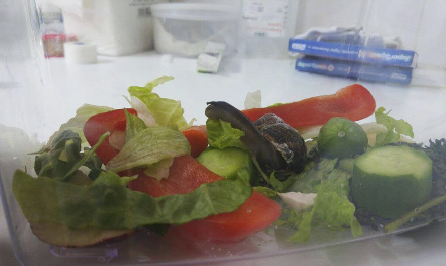 蜗牛壳碎了修复视频,蜗牛壳掉了怎么抢救