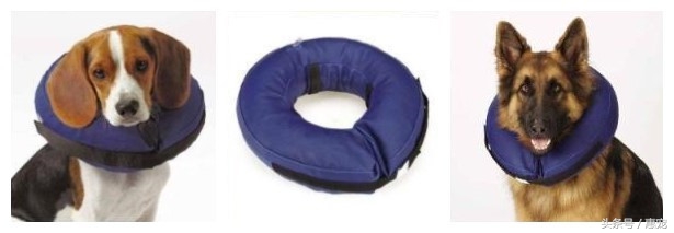 绝育手术的术后护理,母猫绝育术后护理