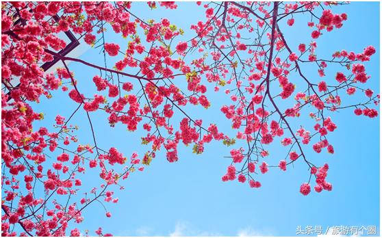 不远行也可以赏美景,不远行也快乐