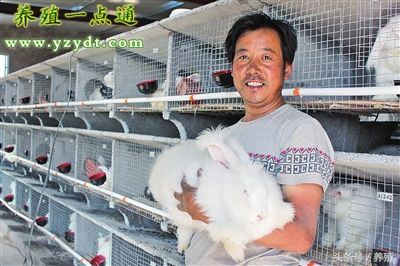 长毛兔管理的方法,养兔长毛兔饲料调制攻略