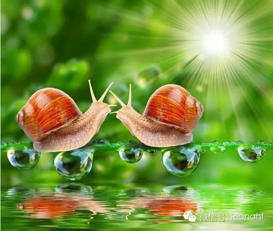 伊思两种蜗牛霜的区别,韩国伊思红蜗牛霜功效