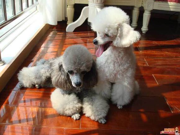 普遍的狗狗品种大全及图片,所有狗狗品种集合大全