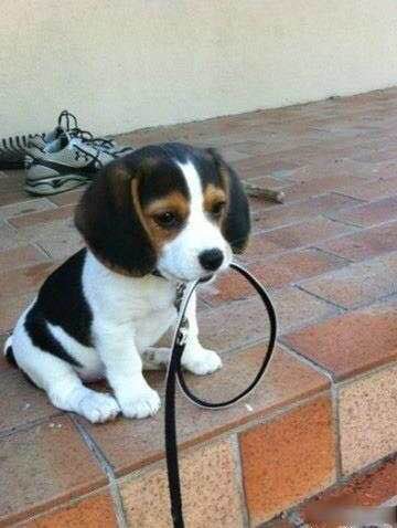 普遍的狗狗品种大全及图片,所有狗狗品种集合大全