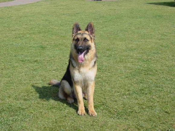 普遍的狗狗品种大全及图片,所有狗狗品种集合大全