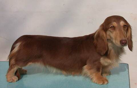 普遍的狗狗品种大全及图片,所有狗狗品种集合大全