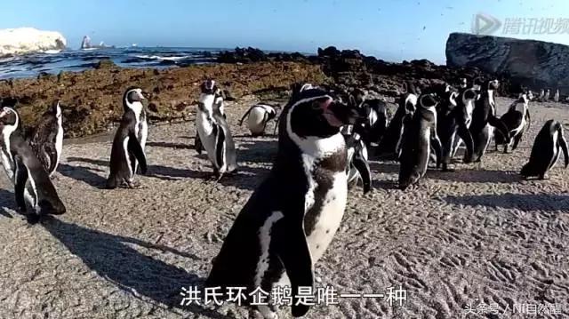 豆瓣9.7的企鹅版《无间道》，上演最萌版「原配撕小三」！