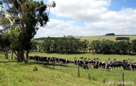 澳洲本土最火的婴儿奶粉,澳洲本地人喜欢喝的奶粉