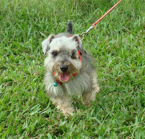 雪纳瑞小狗大便有血,雪纳瑞大便有点稀怎么办